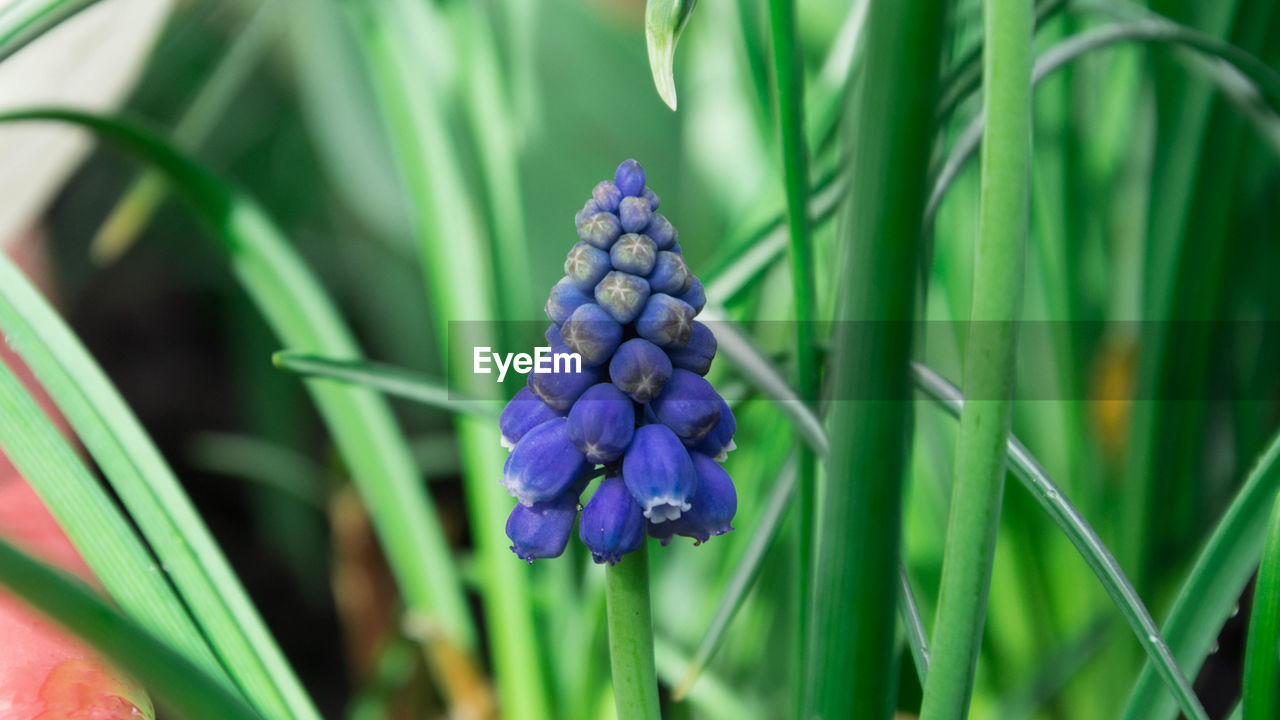 Close-up of grape hyacinth blooming in park