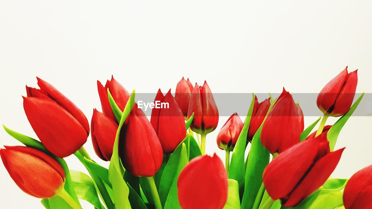 CLOSE-UP OF RED TULIP AGAINST WHITE BACKGROUND