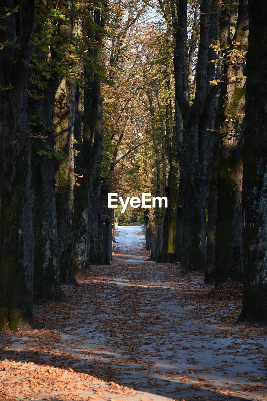 Footpath amidst trees in forest