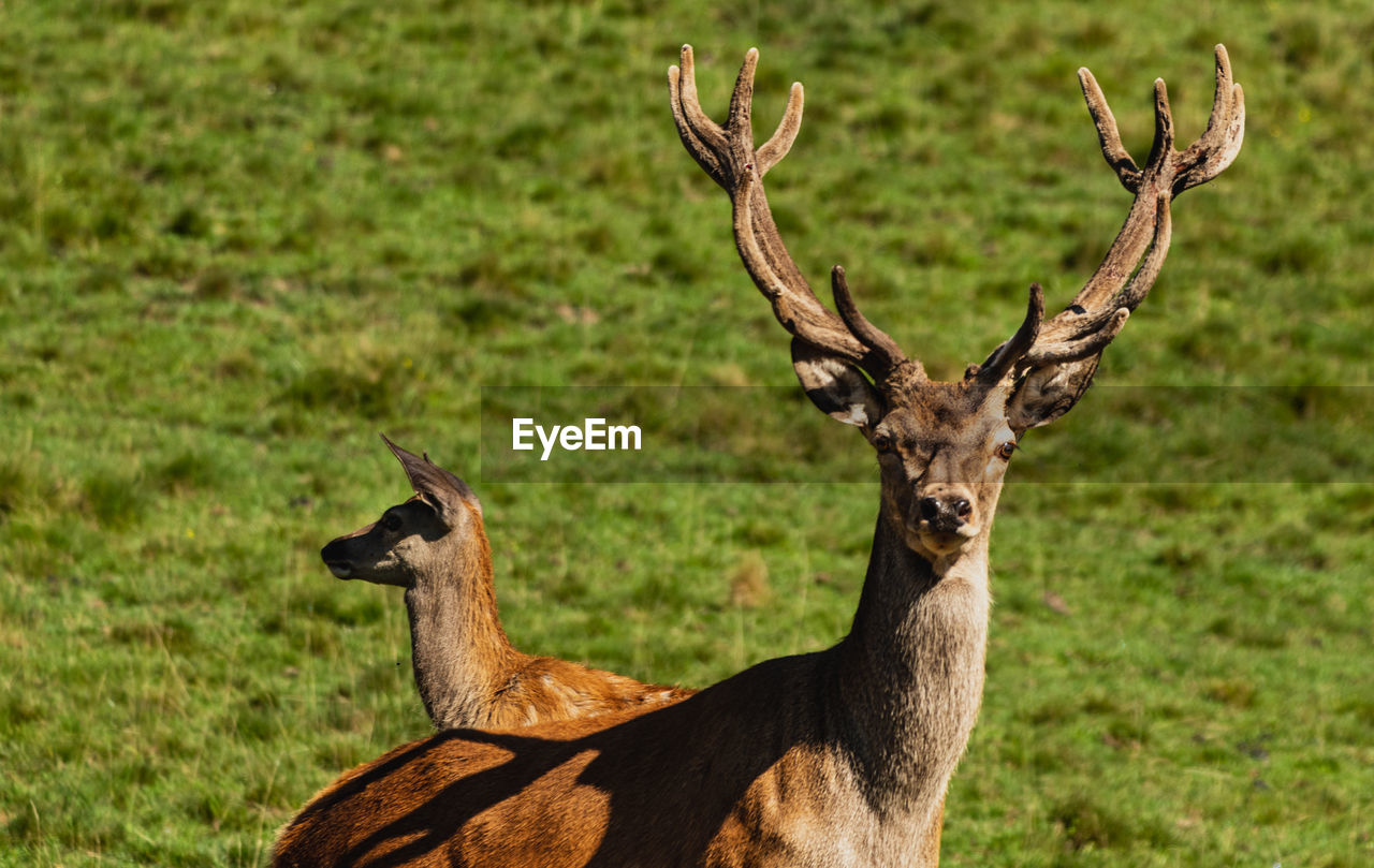 close-up of a deer