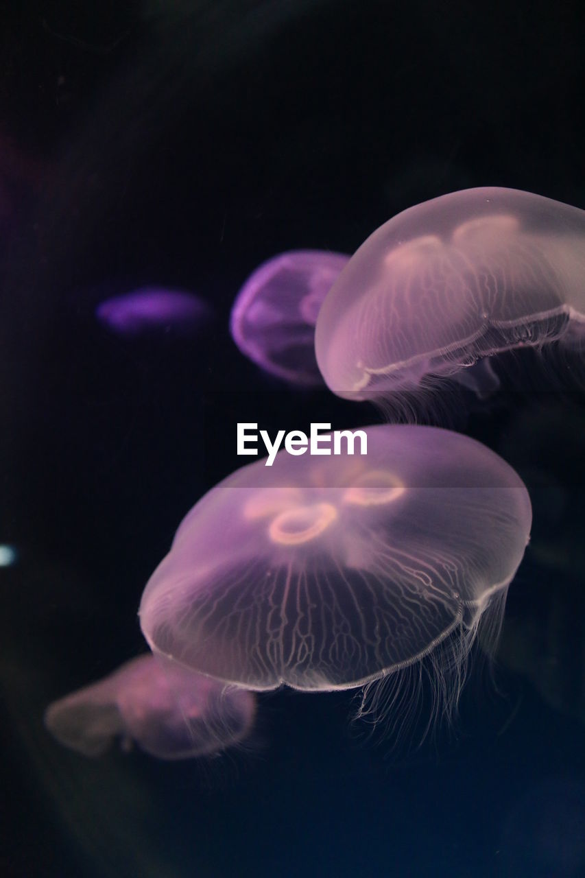 Close-up of jellyfish swimming in aquarium