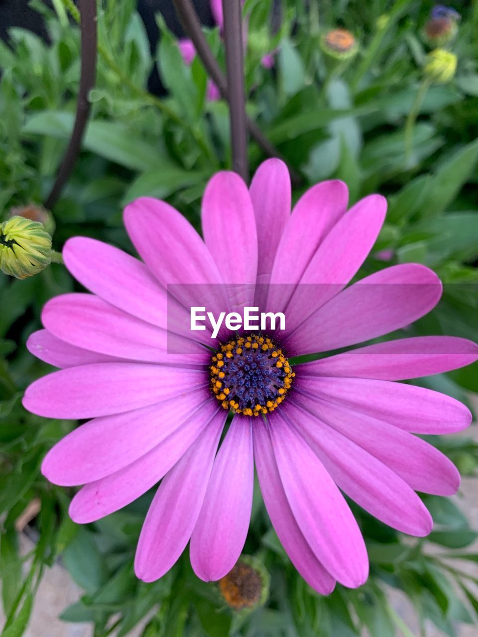 Close-up of pink flower