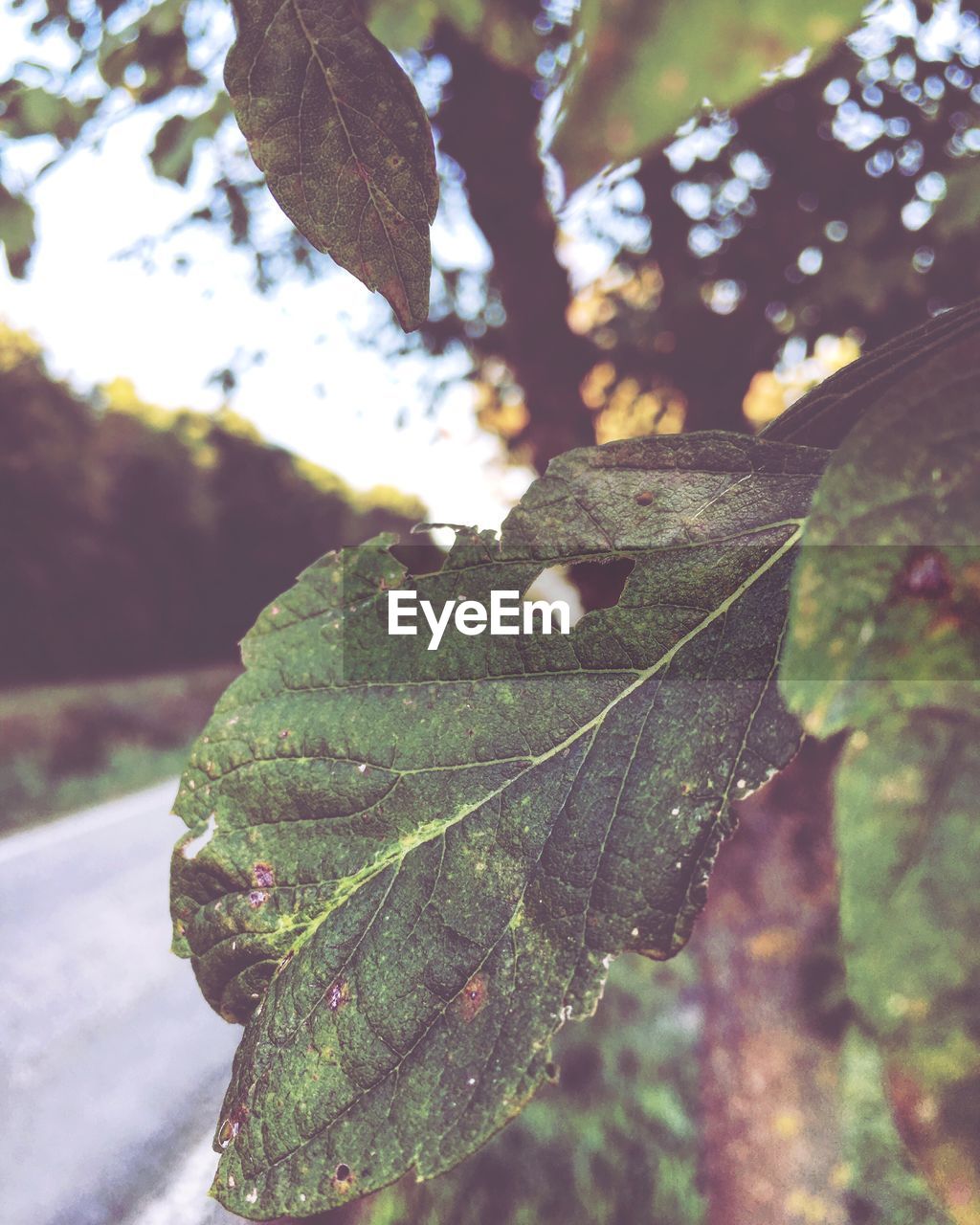 Close-up of leaf on tree