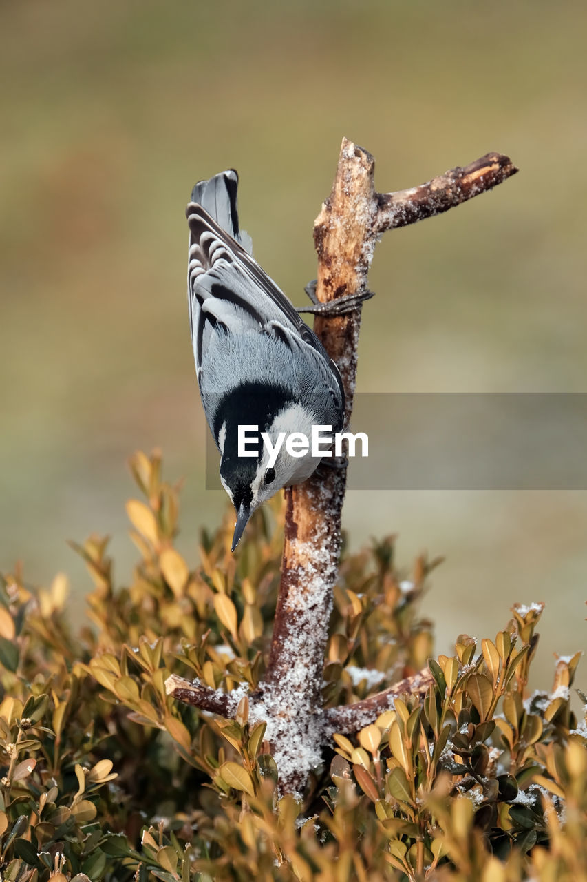 animal, animal themes, animal wildlife, wildlife, bird, one animal, nature, branch, no people, close-up, plant, full length, outdoors, day, side view, focus on foreground, selective focus, beauty in nature, macro photography, perching, tree, grass