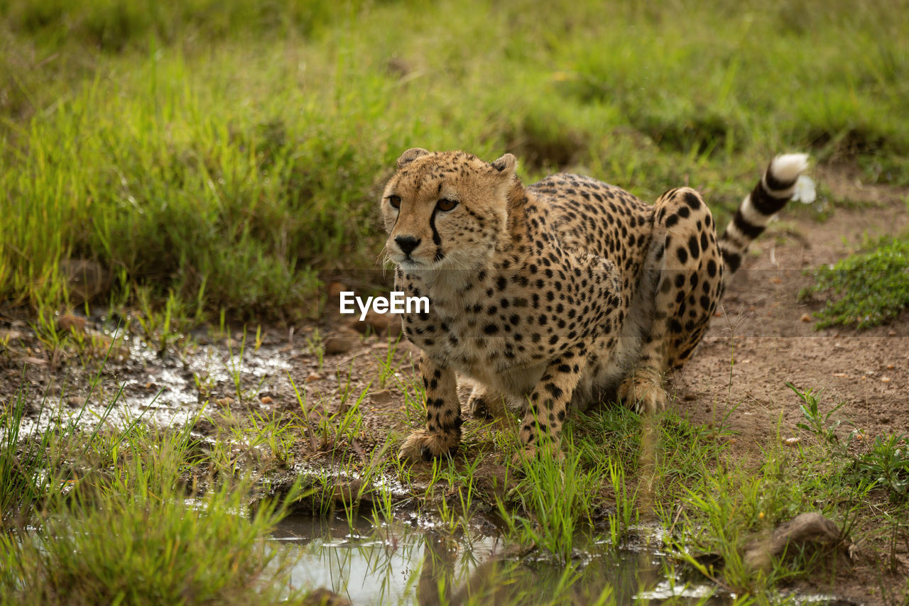 Cheetah lies by grassy puddle looking up