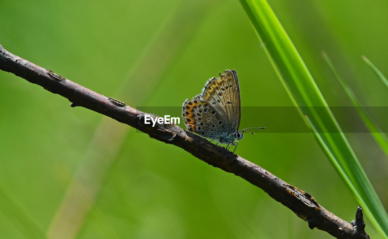 Side view of butterfly on plant stem
