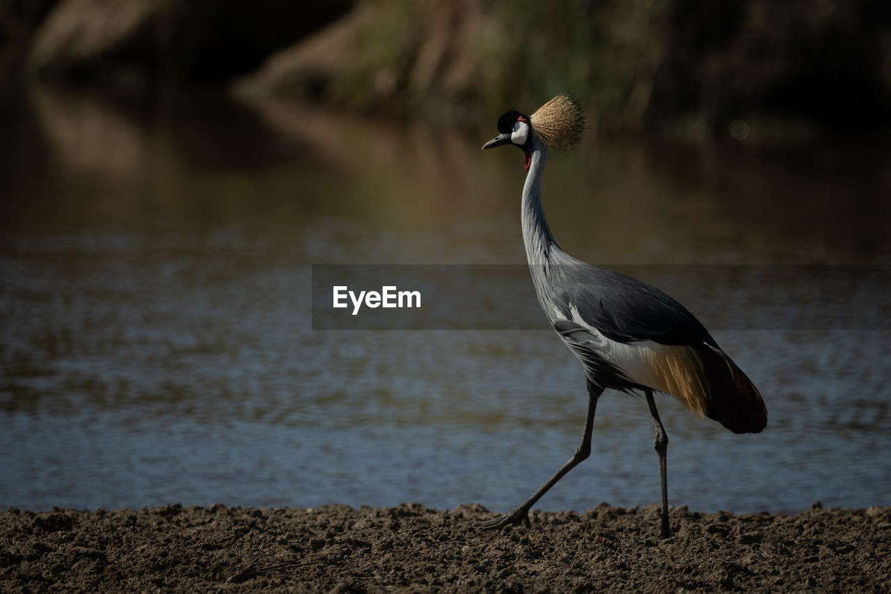 Grey crowned crane walks along river bank