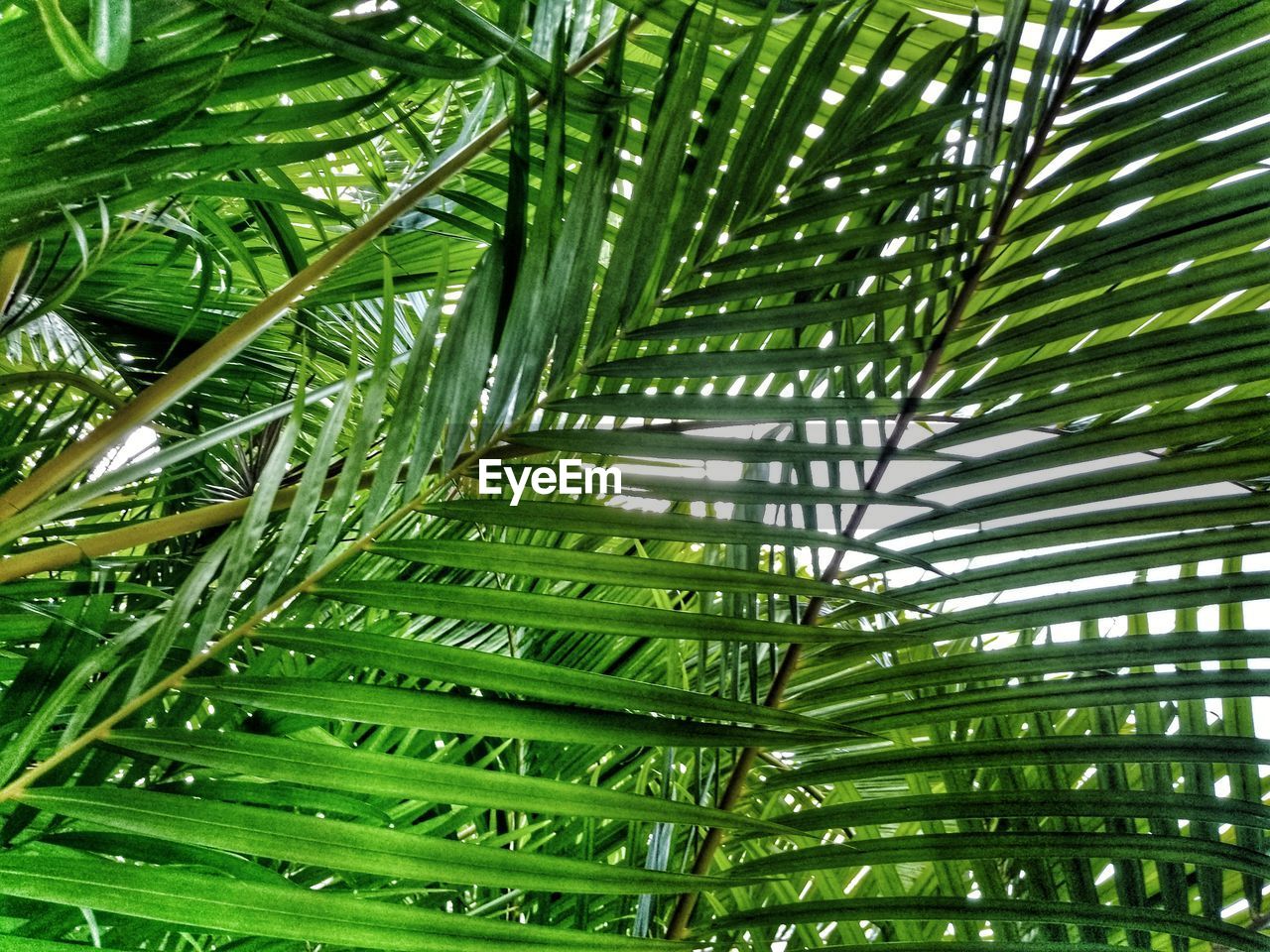 Low angle view of palm tree leaves