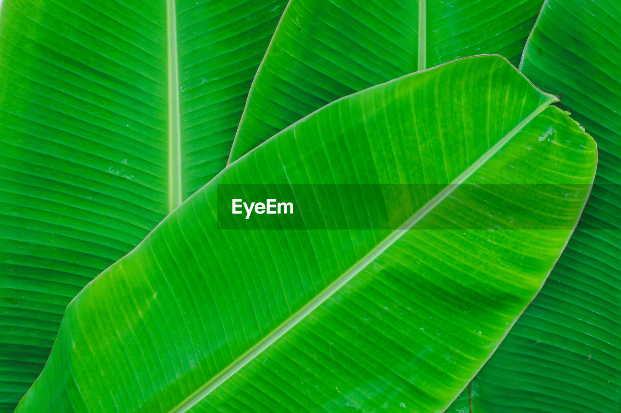 FULL FRAME SHOT OF GREEN LEAVES ON PLANT