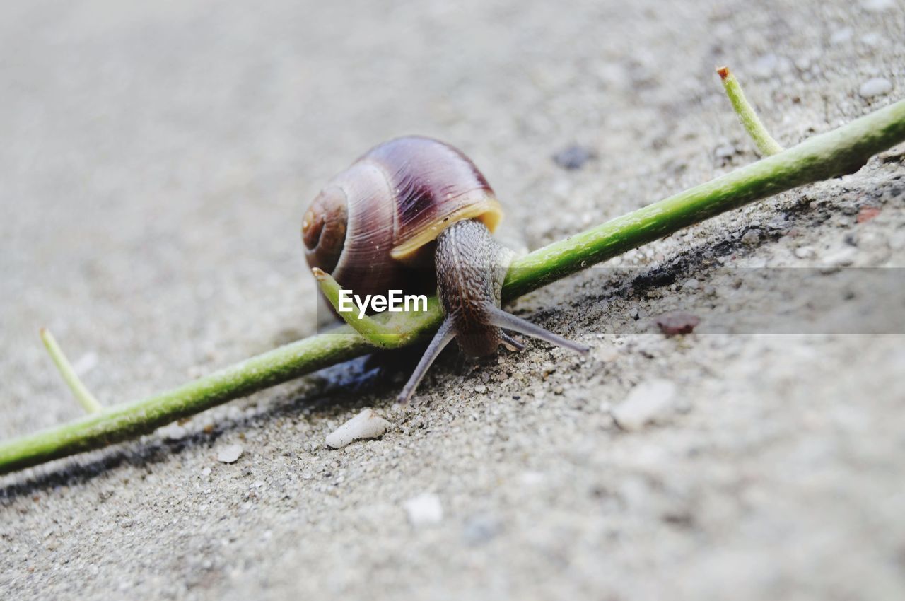 Close-up of snail on land