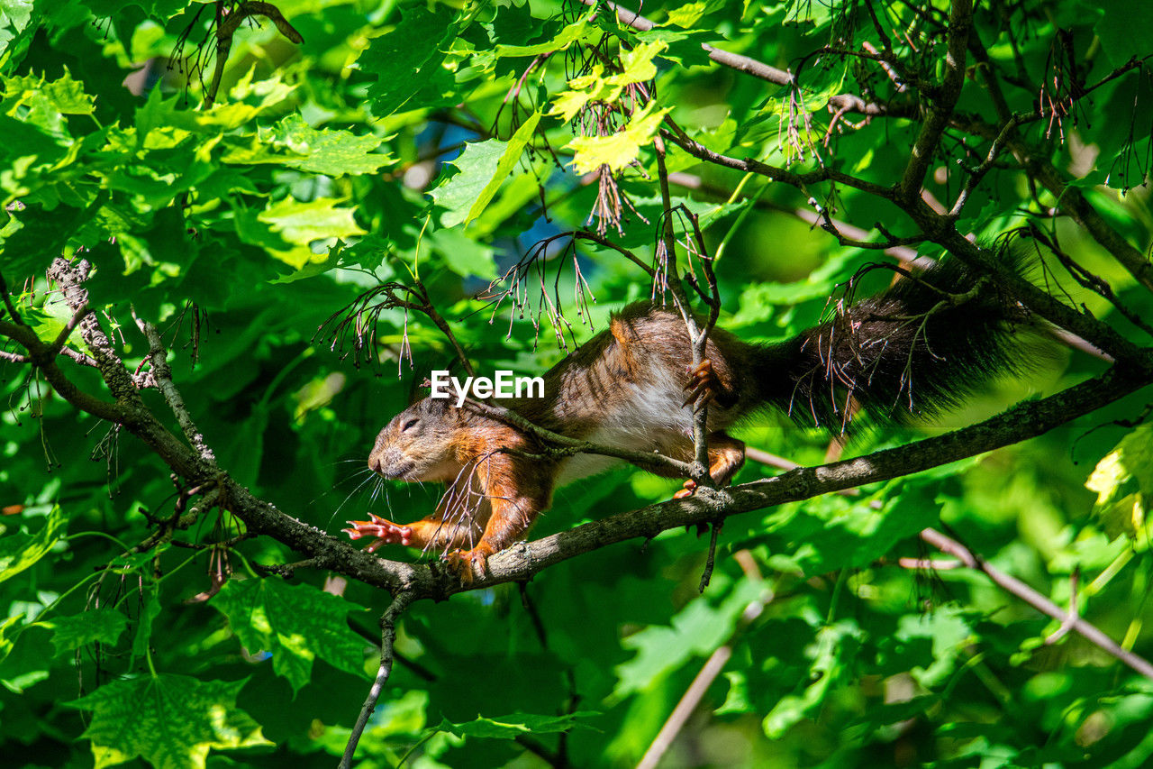 animal, animal themes, animal wildlife, tree, plant, wildlife, green, jungle, bird, nature, one animal, branch, rainforest, leaf, plant part, no people, forest, outdoors, flower, beauty in nature, environment, perching, day, land