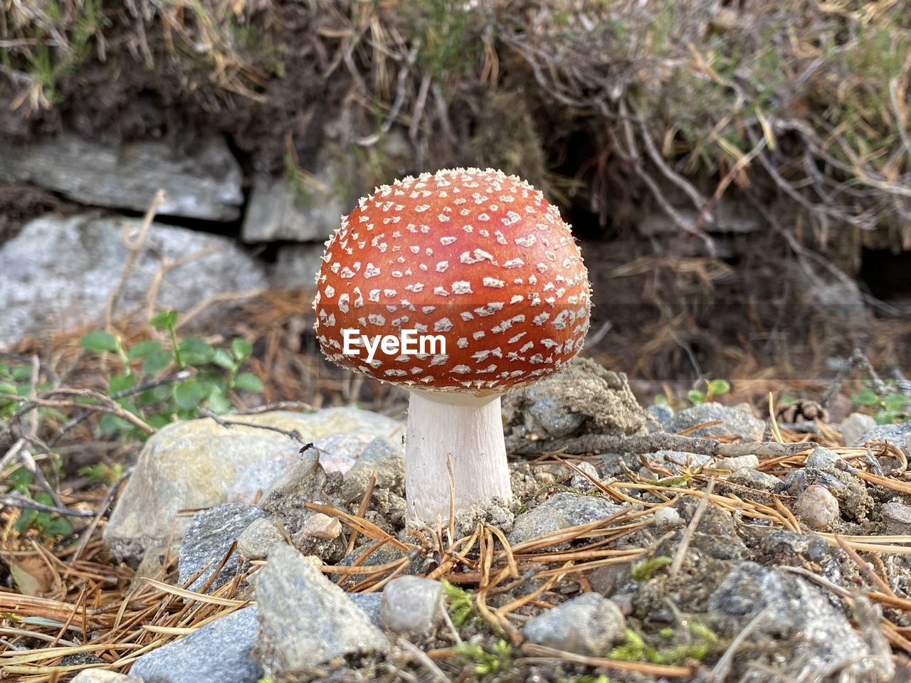 HIGH ANGLE VIEW OF MUSHROOM ON FIELD