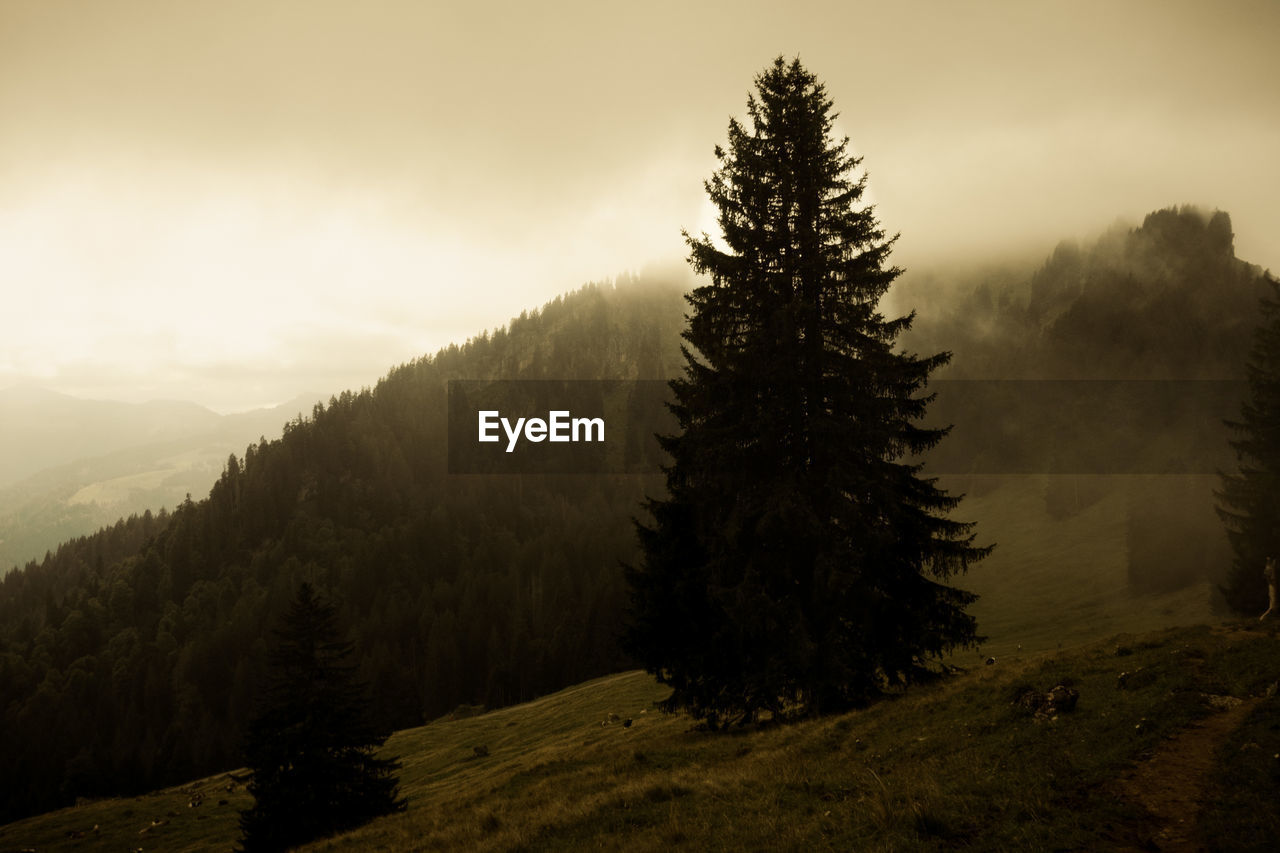 Pine tree in forest against foggy sky