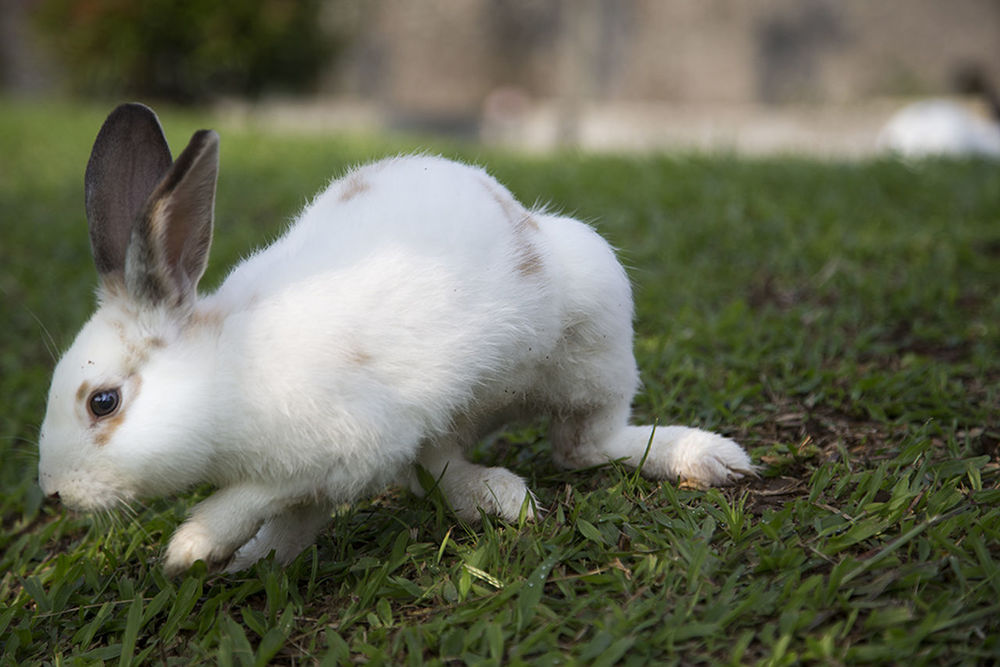 Close-up of a rabbit on grassland