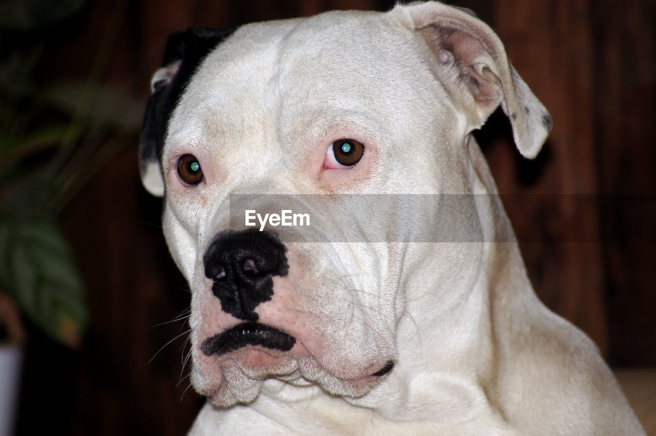 CLOSE-UP PORTRAIT OF DOG WITH MOUTH