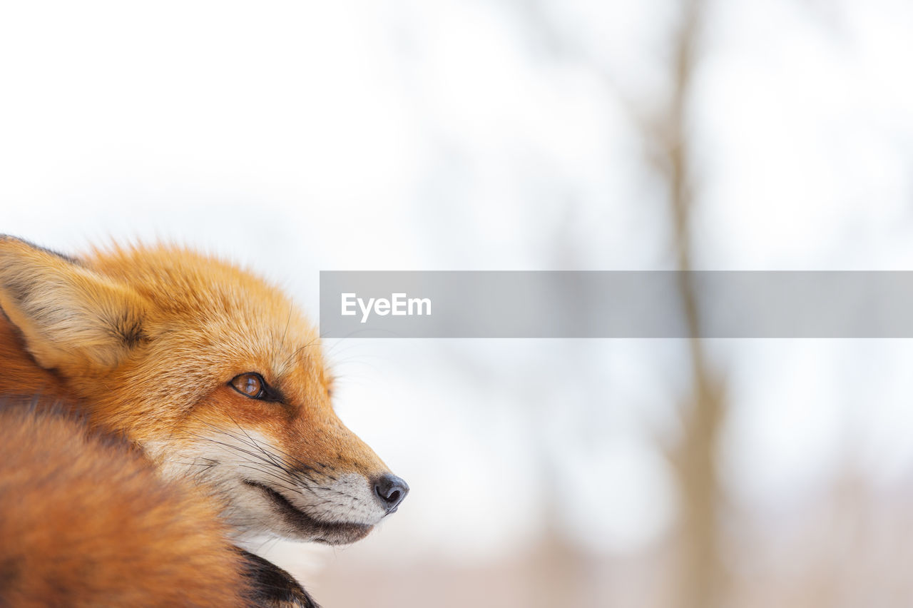 Close-up of a red fox looking away