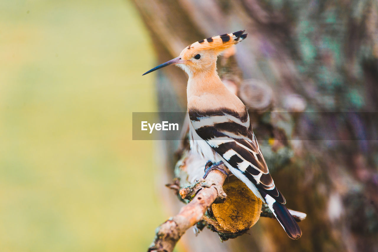 Close-up of hoopoe perching on branch