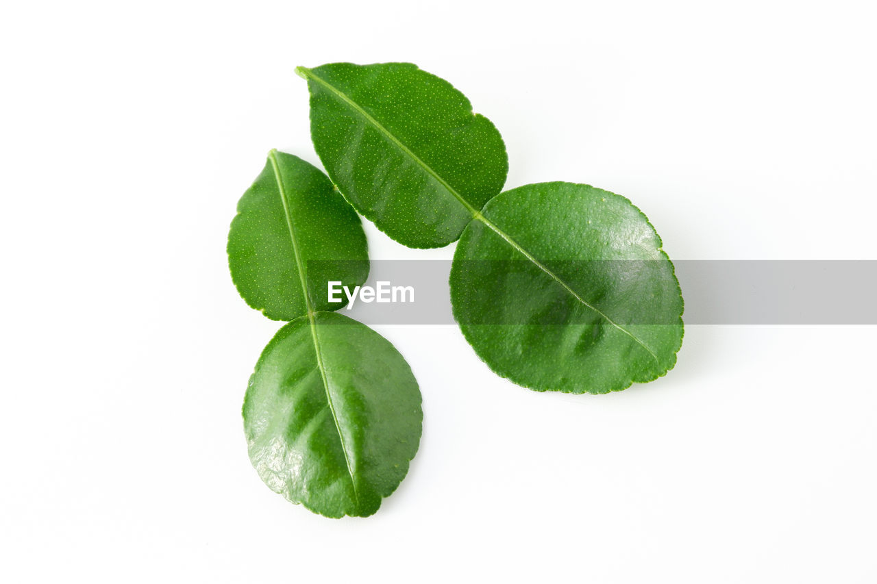 leaf, plant part, green, plant, produce, white background, food, cut out, nature, studio shot, food and drink, freshness, fruit, no people, close-up, indoors, healthy eating, branch, herb, wellbeing, tree, flower, ingredient, copy space