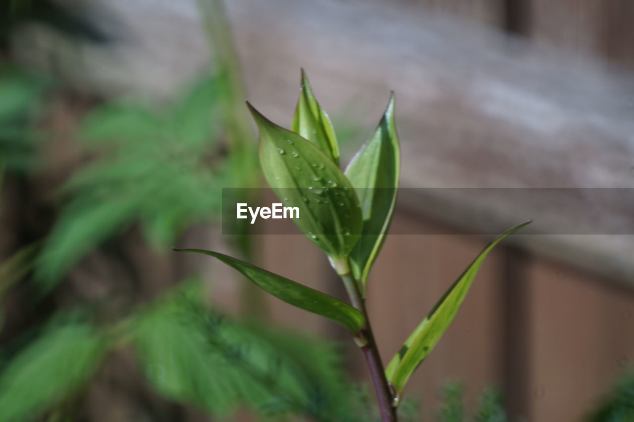 Close-up of wet plant