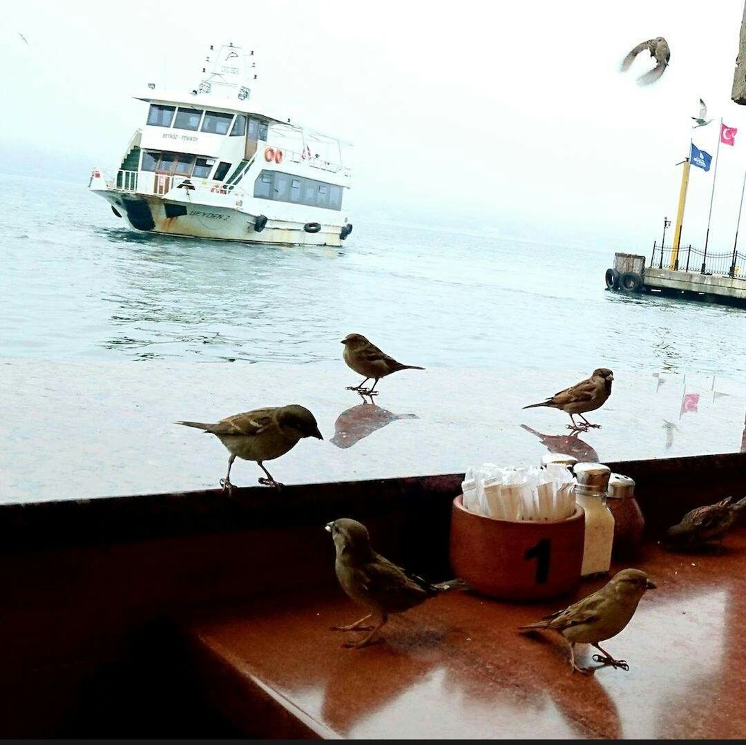 Birds on table by sea