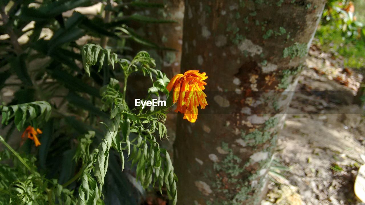 CLOSE-UP OF PLANTS