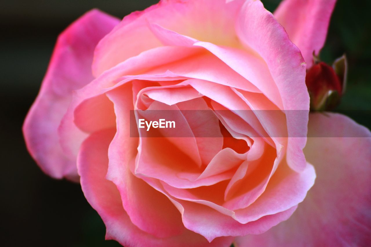 Close-up of pink elegant rose