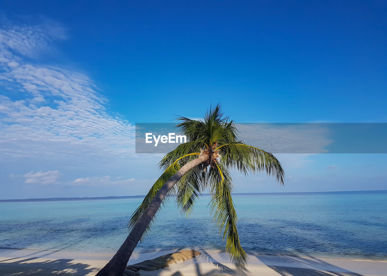 Coconut palm tree by sea against sky