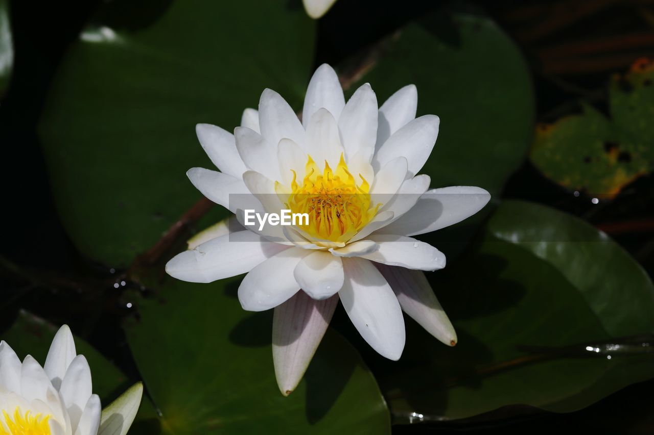 CLOSE-UP OF WATER LILY IN POND