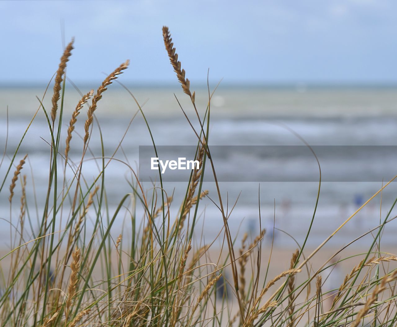 Close-up of grass growing on beach