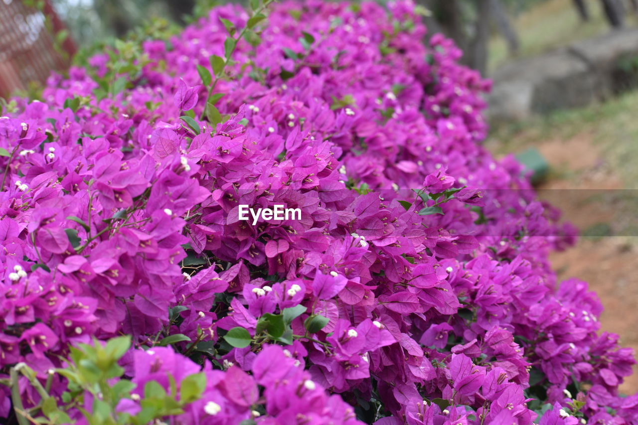 CLOSE-UP OF FRESH PINK FLOWERS BLOOMING IN PARK