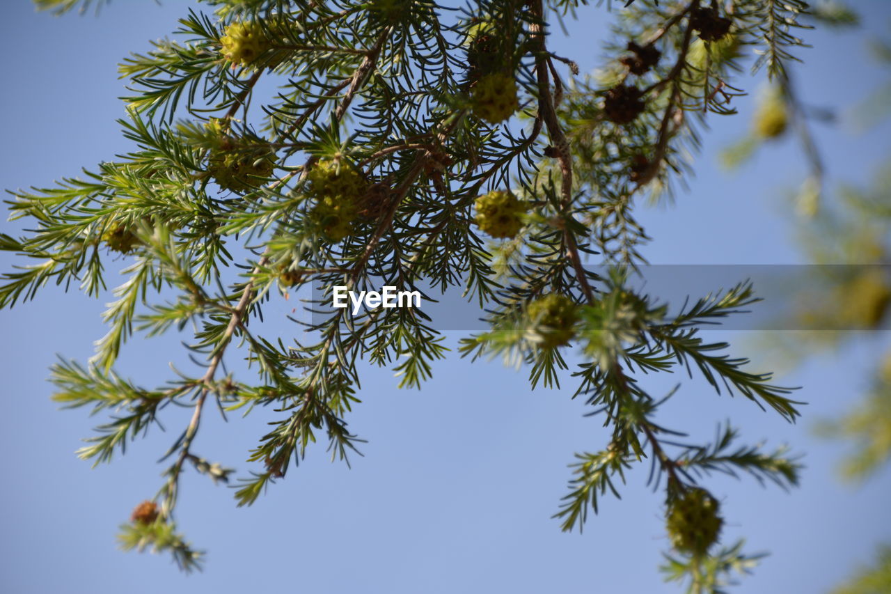 LOW ANGLE VIEW OF TREE AGAINST CLEAR SKY