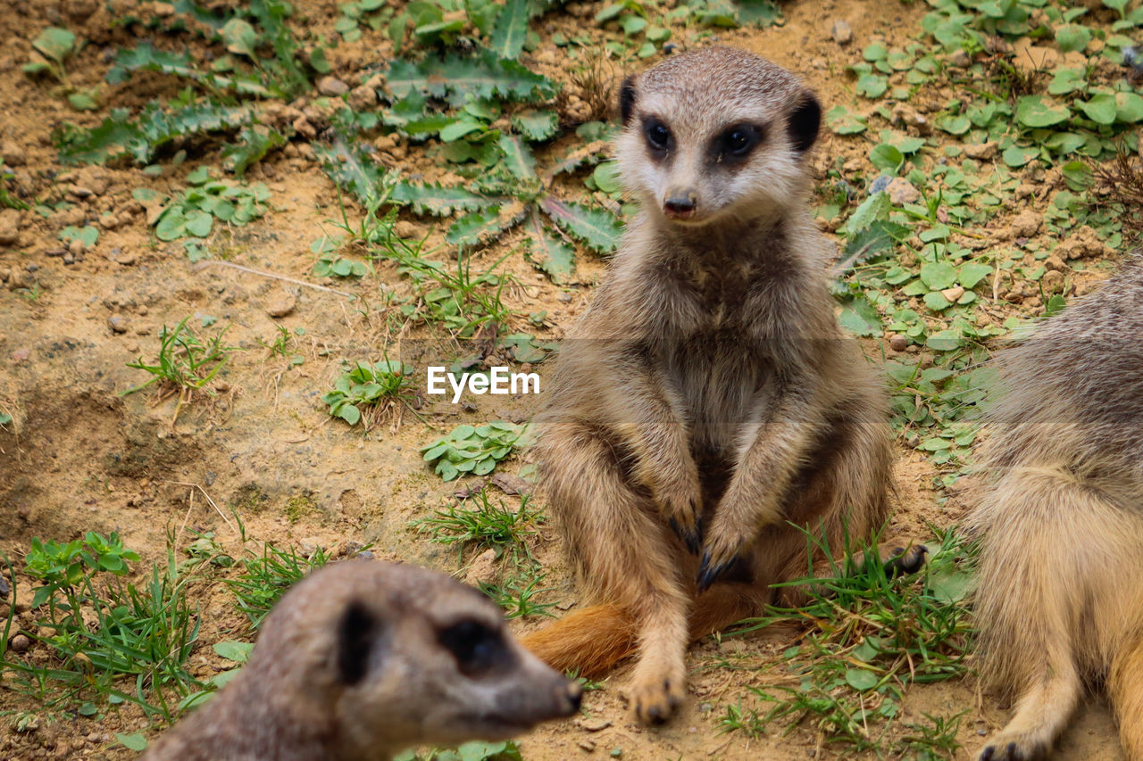 animal themes, animal, animal wildlife, meerkat, mammal, wildlife, group of animals, no people, zoo, nature, two animals, outdoors, young animal, land, day, portrait, cute, alertness, protection, sitting