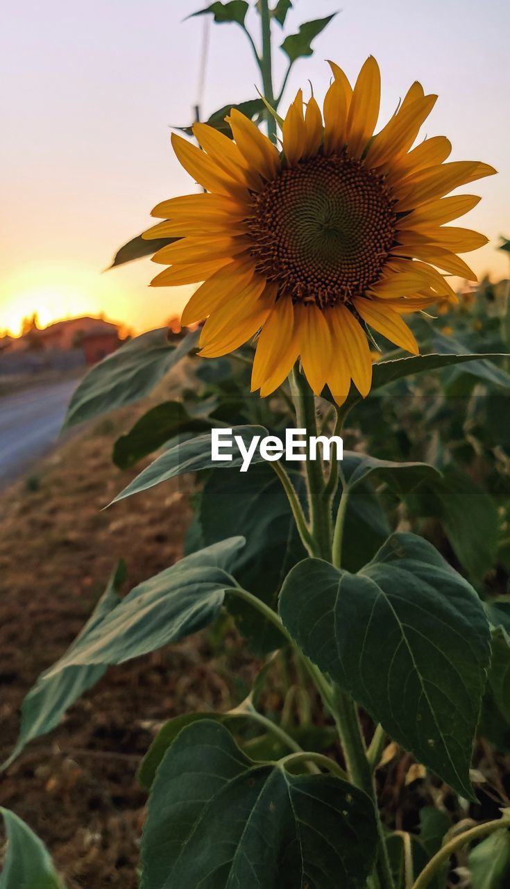 plant, sunflower, flower, flowering plant, beauty in nature, nature, growth, freshness, flower head, sky, plant part, leaf, yellow, landscape, field, land, inflorescence, close-up, petal, sunset, rural scene, no people, fragility, agriculture, environment, summer, focus on foreground, outdoors, cloud, crop, sunlight, botany, scenics - nature, tranquility, sunflower seed, food, pollen, plant stem, farm, green