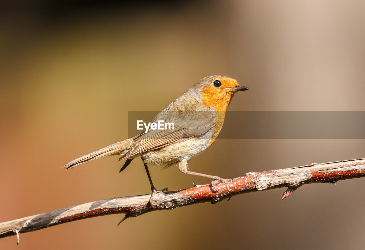 Close-up of robin perching on twig