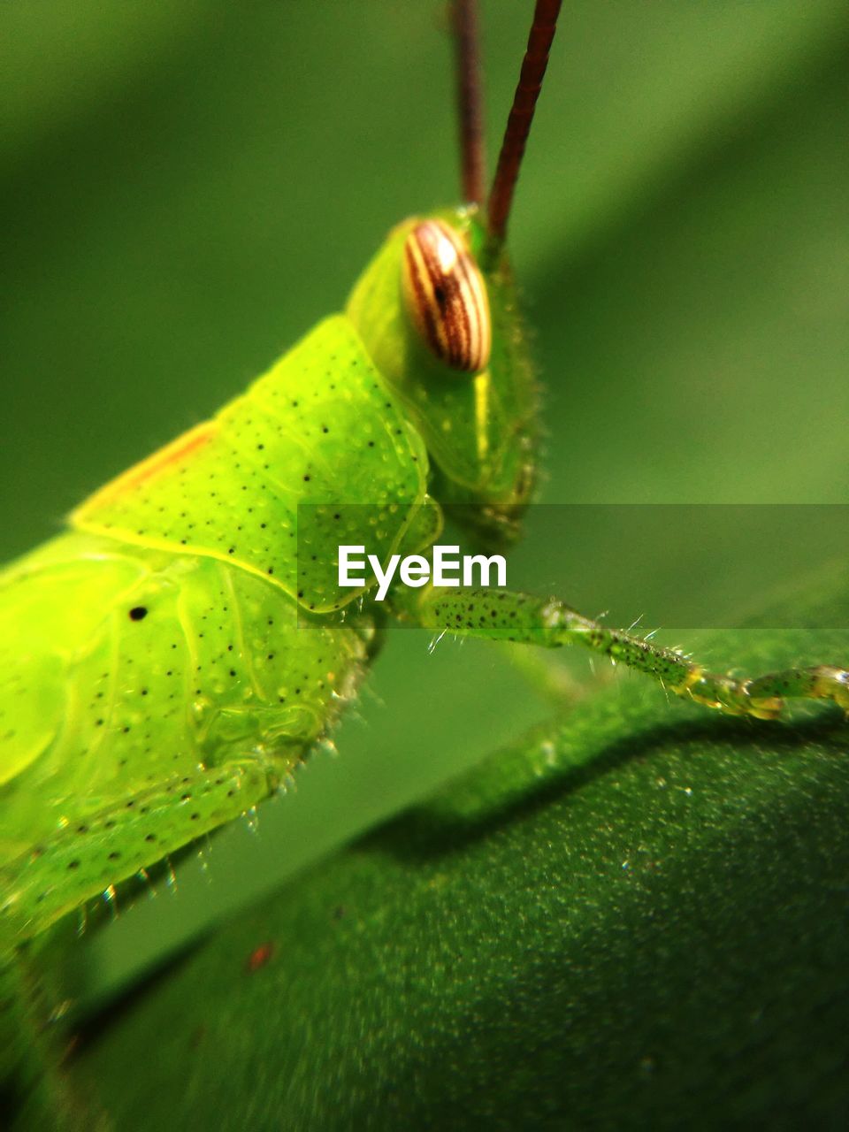 Close-up of grasshopper on leaf