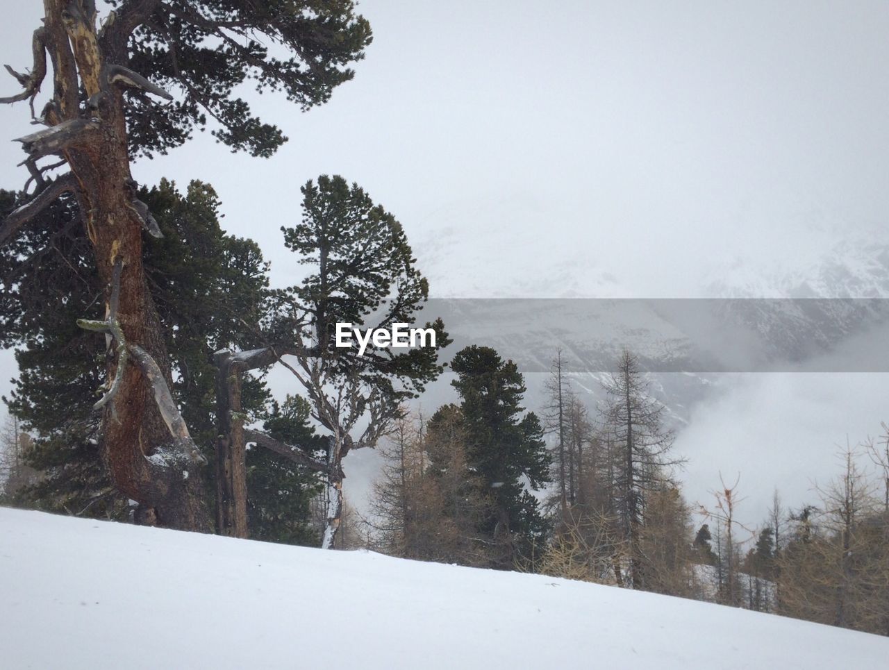 Low angle view of trees on snow covered landscape