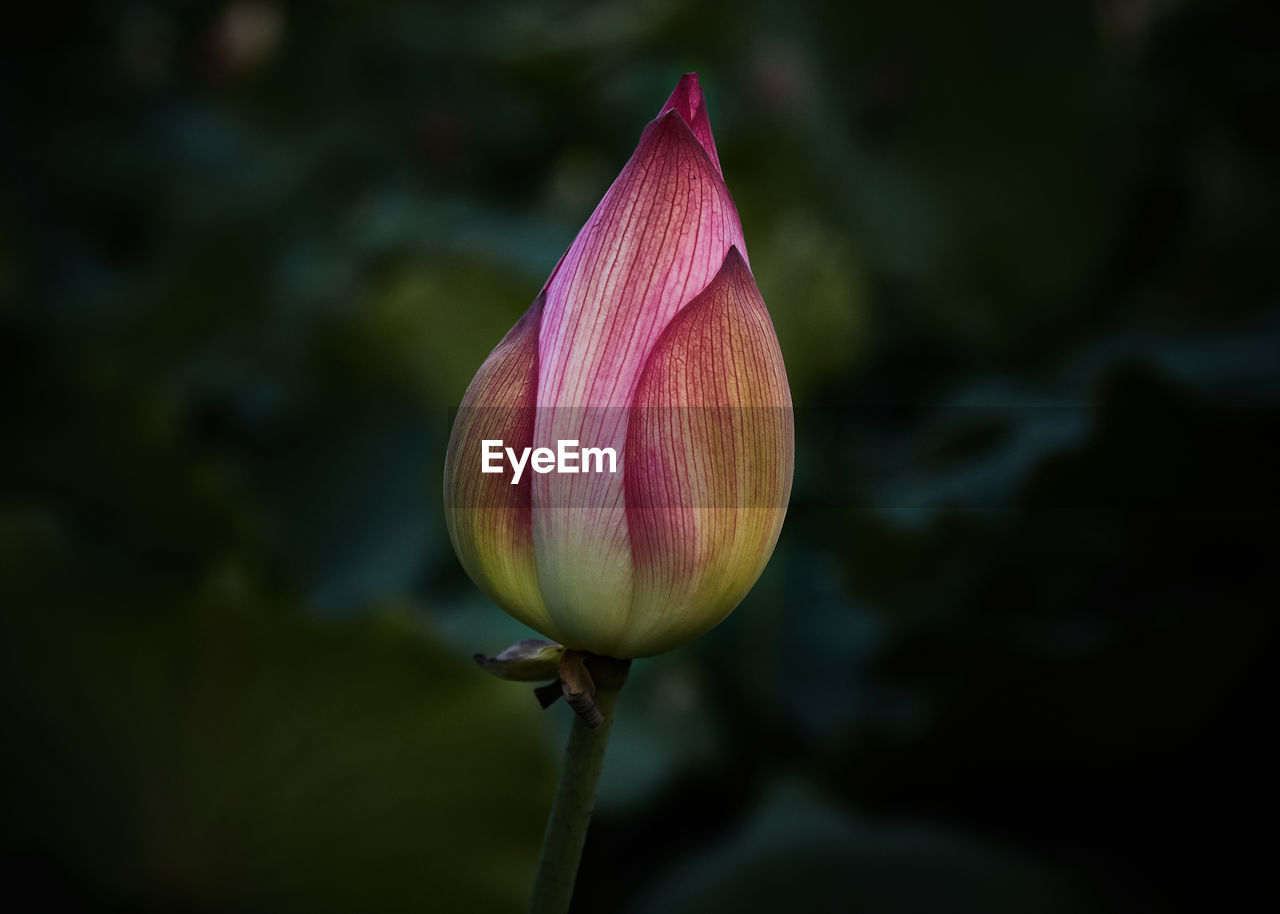 Close-up of pink flower bud growing outdoors