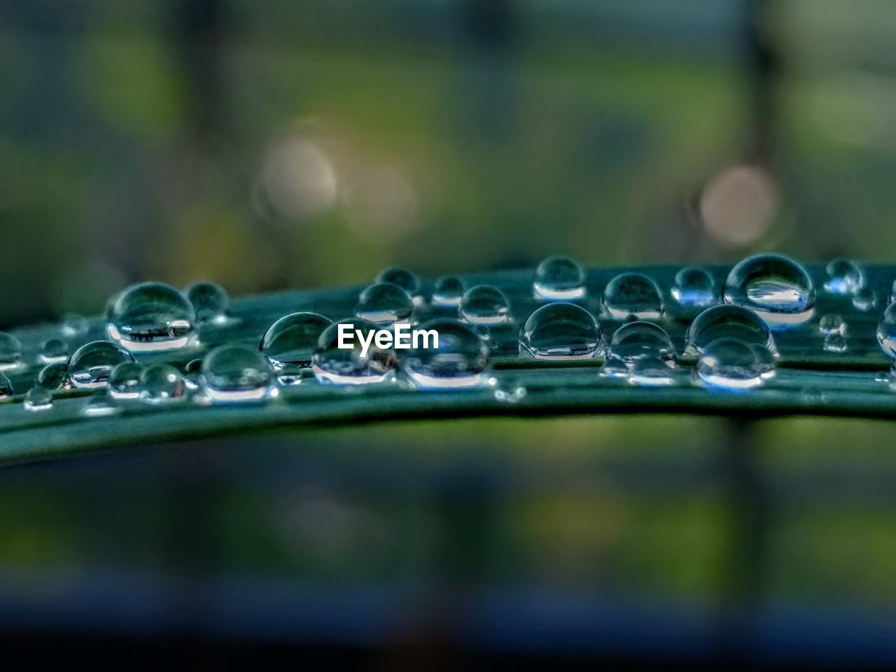 CLOSE-UP OF WATER DROPS ON GREEN LEAF