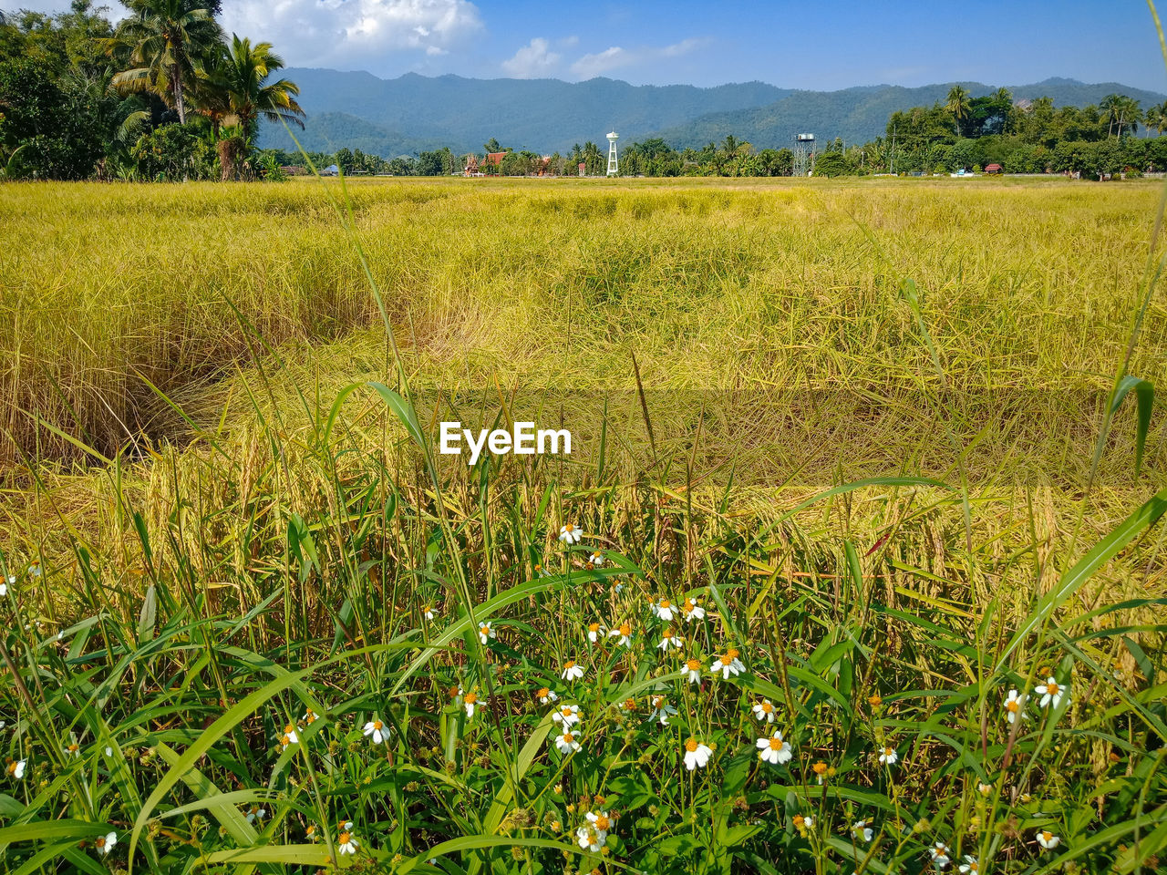 SCENIC VIEW OF AGRICULTURAL FIELD