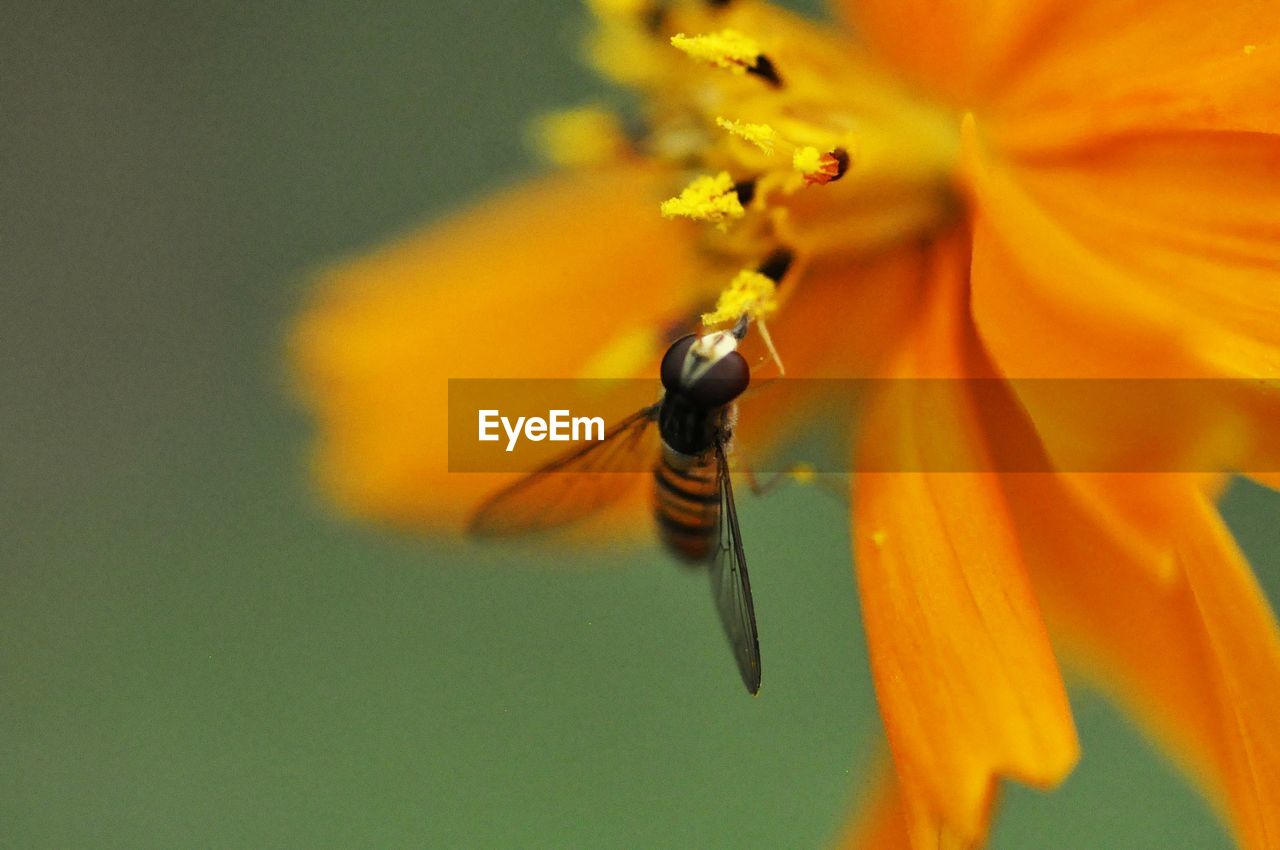 Close-up of insect on flower