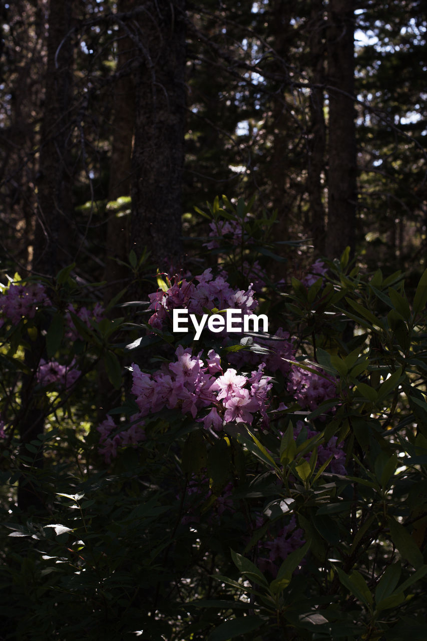 CLOSE-UP OF PINK FLOWERING TREE IN FOREST