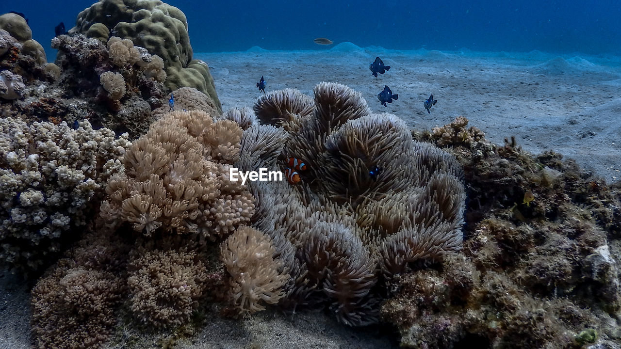 Shallow corals and clownfish at pagkilatan