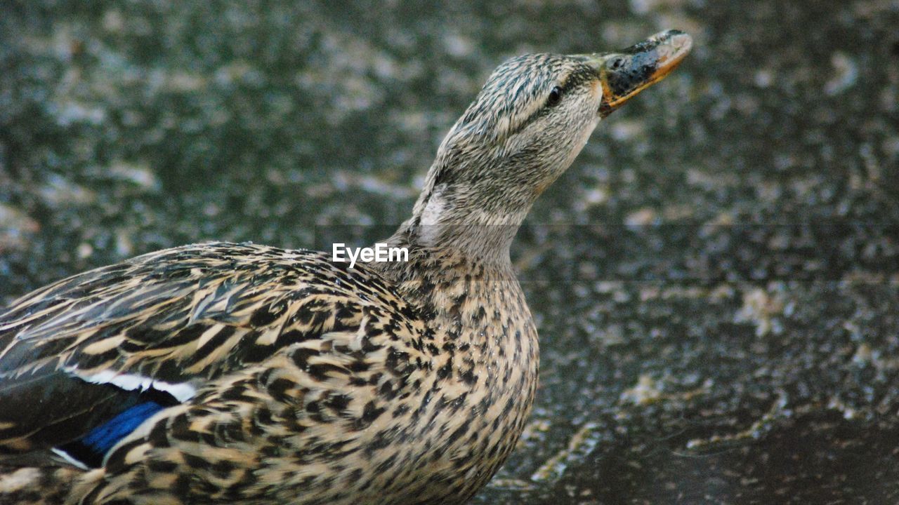 SIDE VIEW OF A BIRD ON FIELD