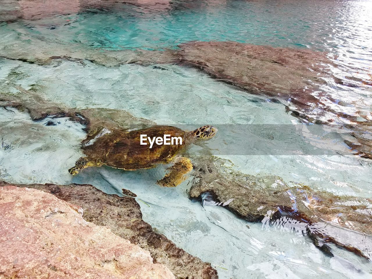 Green sea turtle at the surface of the water