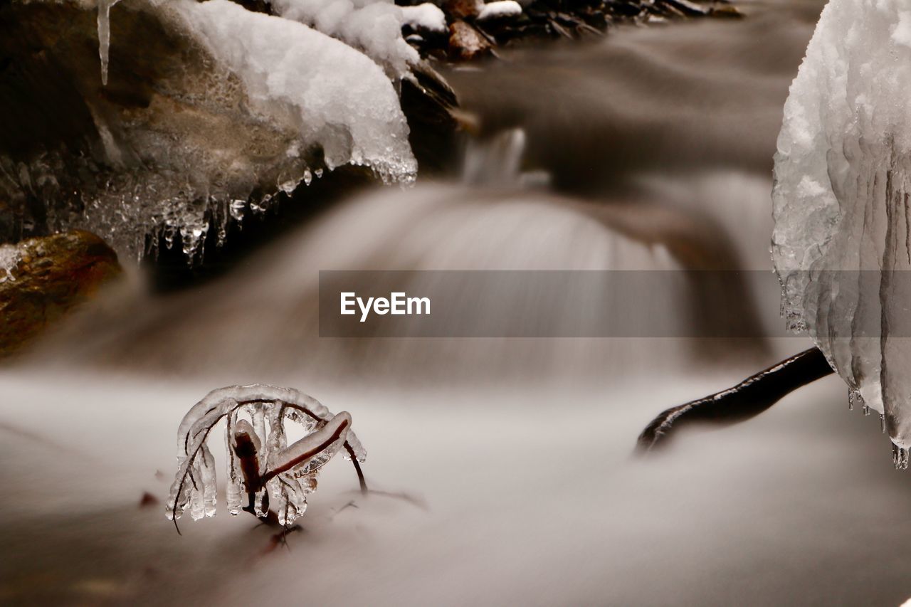 CLOSE-UP OF SNAKE IN WATER