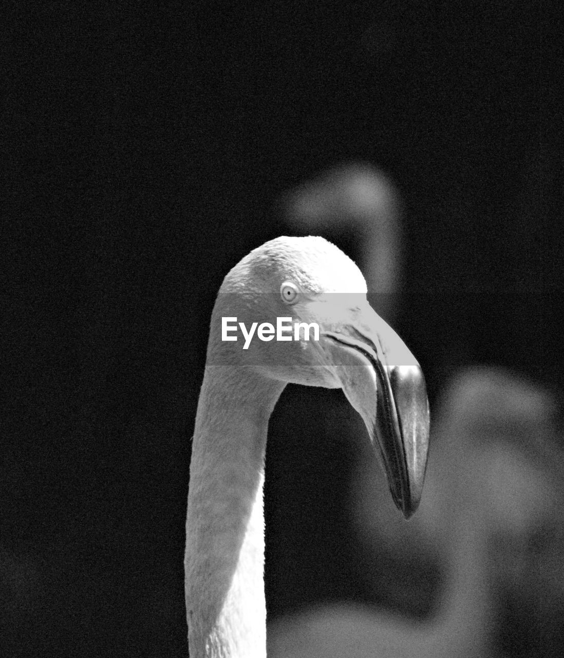 CLOSE-UP OF SWAN SWIMMING WITH WATER