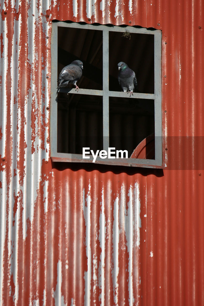 CLOSE-UP OF BIRD ON WINDOW