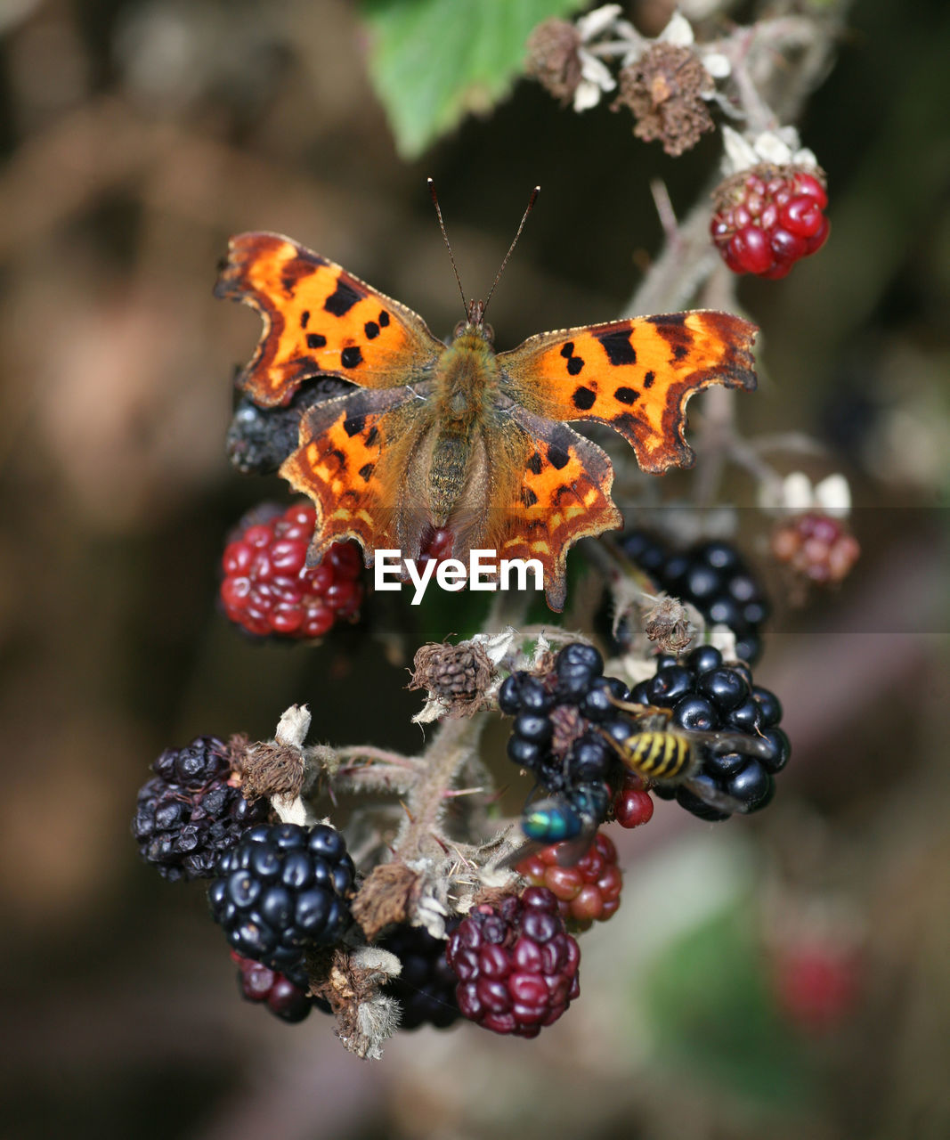 CLOSE-UP OF BUTTERFLY POLLINATING ON THE FRUIT