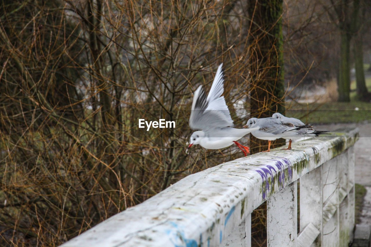 CLOSE-UP OF SWAN IN THE FOREST