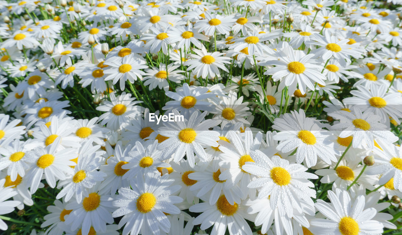 FULL FRAME SHOT OF WHITE DAISIES